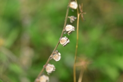 Cynoglossum columnae