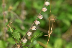 Cynoglossum columnae