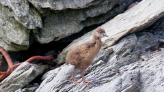 Gallirallus australis hectori