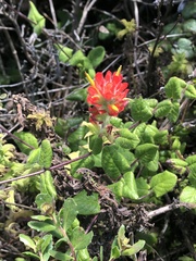 Castilleja mendocinensis