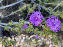 Drosanthemum asperulum