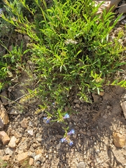 Penstemon humilis