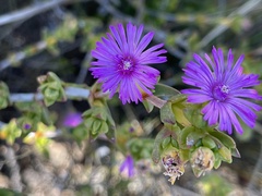 Drosanthemum asperulum