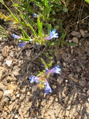 Penstemon humilis
