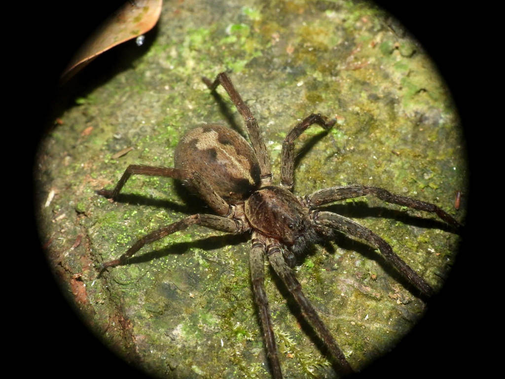 Ctenus crulsi