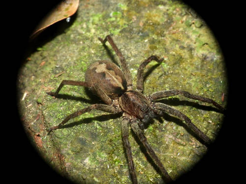 Ctenus crulsi