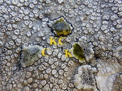 Lecanora gangaleoides