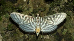 Spilomela pantheralis