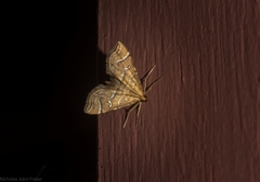 Musotima ochropteralis