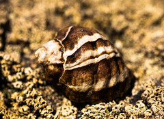 Mexacanthina