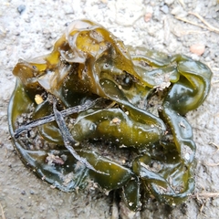 Nostocaceae