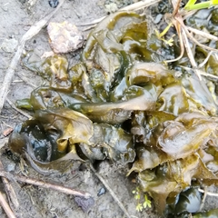 Nostocaceae