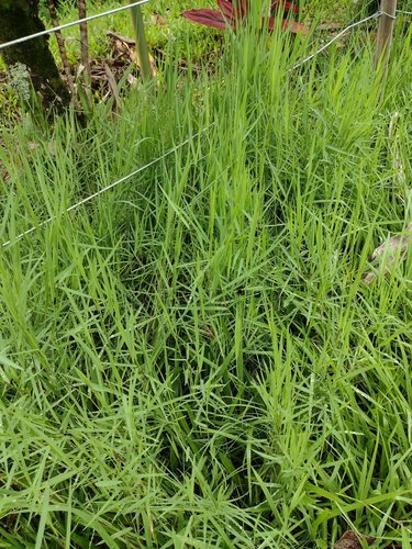 Digitaria scalarum