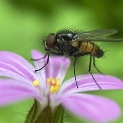 Thricops semicinereus