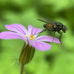 Thricops semicinereus