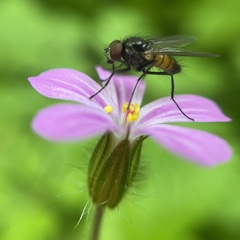 Thricops semicinereus