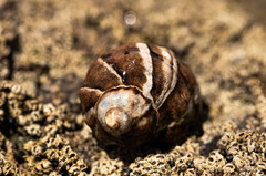Mexacanthina