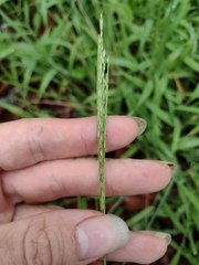 Digitaria setigera
