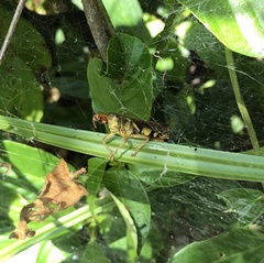 Xenocatantops brachycerus