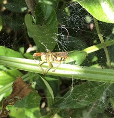 Xenocatantops brachycerus