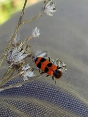 Trichodes apivorus