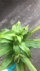 Veratrum viride