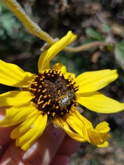 Lasioglossum sisymbrii