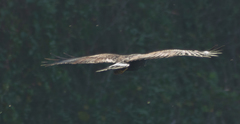Buteogallus anthracinus