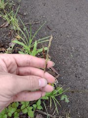 Paspalum fimbriatum