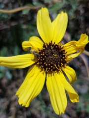 Lasioglossum sisymbrii