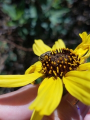 Lasioglossum sisymbrii