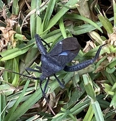 Acanthocephala thomasi