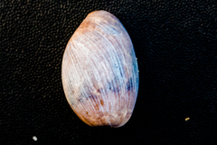 Bulla punctulata