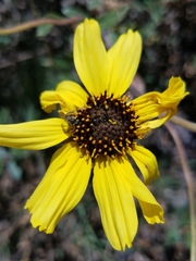 Lasioglossum sisymbrii