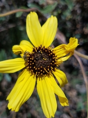 Lasioglossum sisymbrii
