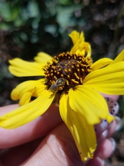 Lasioglossum sisymbrii