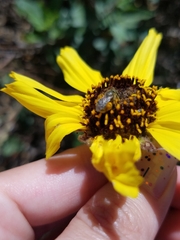 Lasioglossum sisymbrii