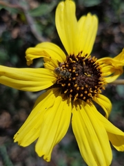 Lasioglossum sisymbrii