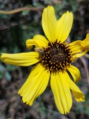 Lasioglossum sisymbrii