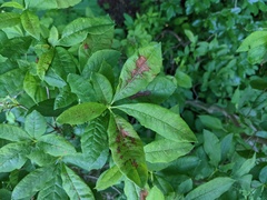 Chuppomyces handelii