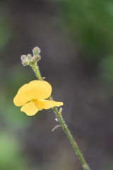 Chapmannia floridana