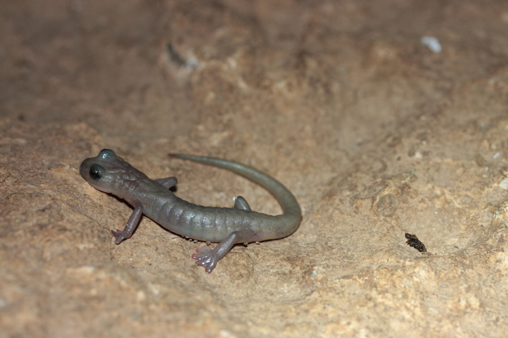 Big-Footed Salamander
