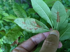 Chuppomyces handelii