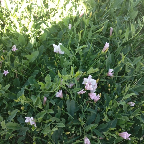 field bindweed