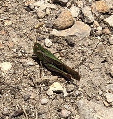 Gastrimargus marmoratus