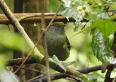 Ilicura militaris