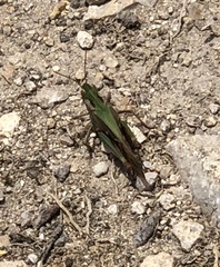 Gastrimargus marmoratus