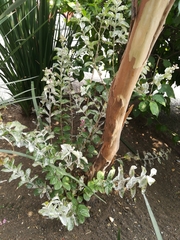 Lagerstroemia indica