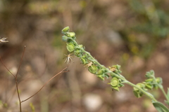 Cynoglossum columnae