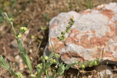 Cynoglossum columnae